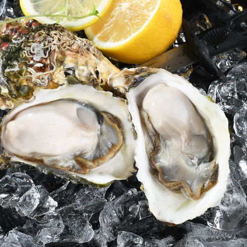 新鮮現撈鮮活生蠔牡蠣帶殼大海蠣子非乳山海鮮水產貝類批發3 5斤